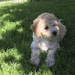 Meet your Posher, Blake